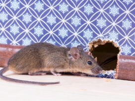 Tired of Mouse Ruining Your House? Eliminate The Risk of Them Entering!